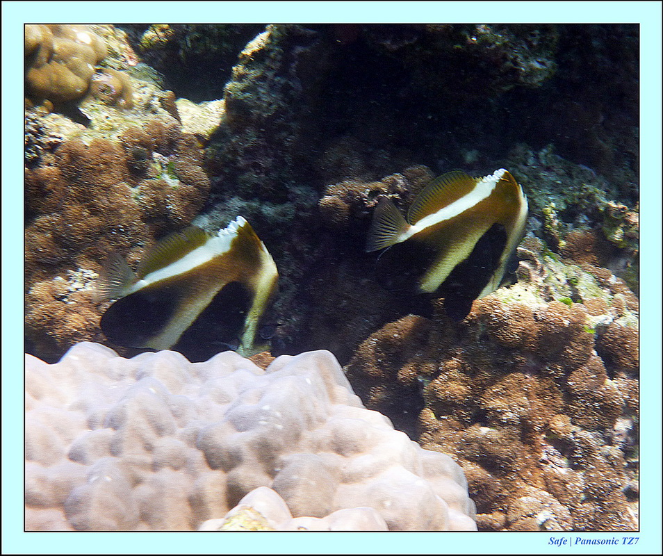 2011 - 03 - Koh Rok 09